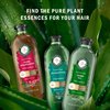 Herbal Essences Bio: Renew Aloe + Eucalyptus Sulfate Free Shampoo Scalp Balance, 13.5 Fl Oz, 5.491 Fl Oz