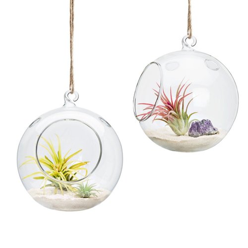 Mkono 2 Packs 6-Inch Hanging Glass Planter Round Air Plant Terrarium Globe for Succulent, Tillandsia, Air Plants, Gifts for Plant lovers Thanksgiving Christmas Home Decoration (Plant Not Included)