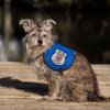 "Registered Service Dog" Sew On Patch - Includes Five Service Dog Law Handout Cards – for Service Dog Vest or Harness
