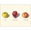 Earth Sky + Water - Apple Assortment Notecard Set - 8 Blank Cards with Envelopes (4 each of 2 styles)