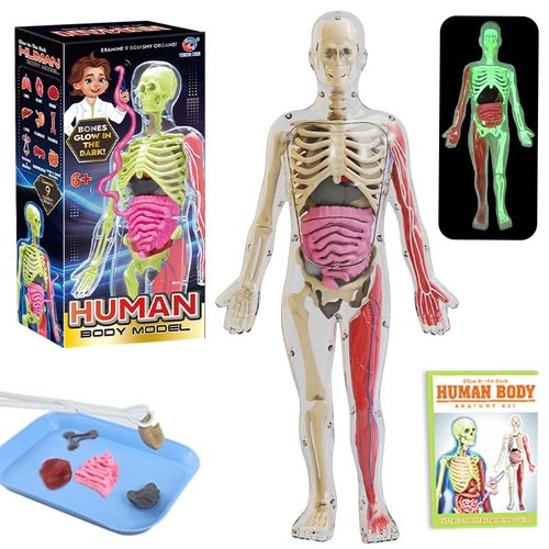 Varylen Glow-in-Dark 12.6-inch Human Skeleton Model, Children's Science Kit for Anatomy, STEM Toys for Kids 8-12, Skeleton Anatomy Model for Education