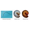 Natures Good Guys - Triple Blend Beneficial Nematodes HB+SC+SF (15 Million)