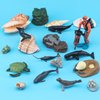 Sea Ocean Marine Animal Model Toy Sets 11 PCS Diver Sea Turtle Life Cycle Narwhal Sperm Whale Killer Whale Figure Toys for Boys Girls Christmas Birthday Gifts