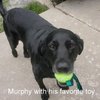 The Murph Ball/Shamrock Dog Toy Perfect for Fetch Irish Dog Toy Great for All Dog Breeds