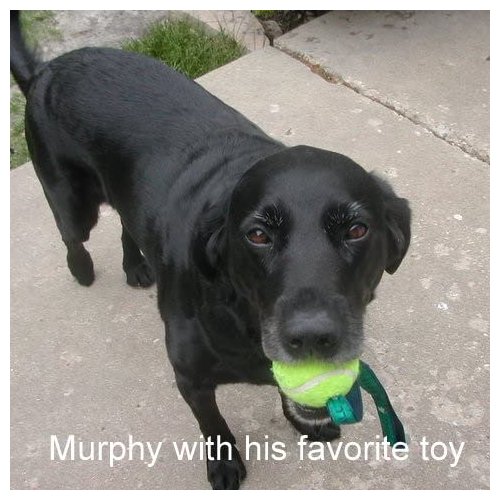 The Murph Ball/Shamrock Dog Toy Perfect for Fetch Irish Dog Toy Great for All Dog Breeds