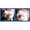 Squishface Wrinkle Paste - 2 Pack - Bulldog, French Bulldog, Pug, English Bulldog – Cleans Wrinkles, Tear Stain, Tail Pockets, and Paws – Anti-Itch Tear Stain Remover & Bulldog Wrinkle Cream, 2 Oz.