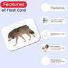 My First Wild Animals Flash Cards for Toddlers, 24 Cards, 48 Sides, Montessori, Educational, Kindergarten, Preschool Learning Activities, Gifts for Kids, 1-4 Years babies, Fun & Educational Flashcards