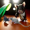 jarbins Fake Rat 2pcs Halloween Toys Fake Mouse Prank Toy Realistic Spooky Rat Prank Toy Creepy Plastic Rat Joke Toys for Halloween Party Favors