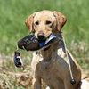 Banded Avery Sporting Dog EZ-Bird Wood Duck Training Dummy - 02032