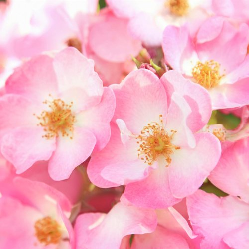 Weleda Wild Rose Smoothing Eye Cream, 0.34 Oz, 0.34 Ounces