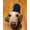 Gooby Fleece Vest Dog Sweater - Navy, Small - Warm Pullover Fleece Dog Jacket with O-Ring Leash - Winter Small Dog Sweater Coat - Cold Weather Dog Clothes for Small Dogs Boy or Girl