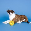 Fringe Studio "Sweet ON The Inside Yellow Rubber Dog Toy, Pet Shop Collection (518033)