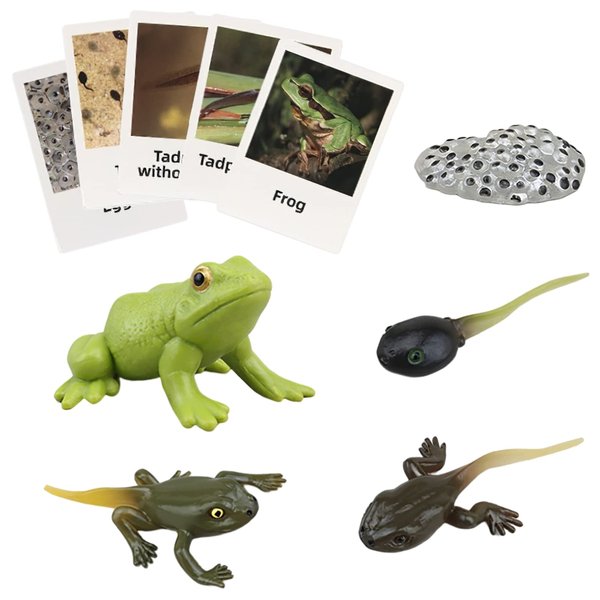 Montessori Frog Life Cycle with Flash Cards, Plastic Insects Tadpole to Frog Kit Toy, Realistic Animal Figurines (Frog)