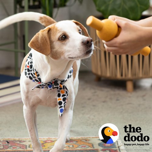 The Dodo Eco-Friendly Dental Dog Chew Toy, Chicken Flavor; Bamboo Mixed Material Dog Toy, Durable and Easy to Grip Shape Dog Chewer Toy