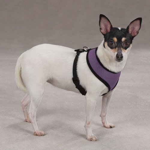 Casual Canine Mesh Dog Harness, Small, Purple