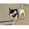 Gooby Escape Free Easy Fit Harness - Blue, Medium - No Pull Step-in Patented Small Dog Harness with Quick Release Buckle - Perfect On The Go No Pull Harness for Small Dogs or Medium Dog Harness