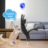Jecery 9 Pcs Light Up Cat Balls Ghost Hunting Cat Ball LED Motion Activated Cat Toy Interactive Lighted Ball Cat Toys Pet Glowing Mini Running Exercise Ball Toys for Kitten Dog Pet Animals Activity