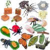 20 PCS Insect Animal Life Cycle Model Figure Plant Spider Bee Butterfly Figurines Ornament Cake Toppers Party Favors Supplies Cognitive Toy for Boys Girls Kids