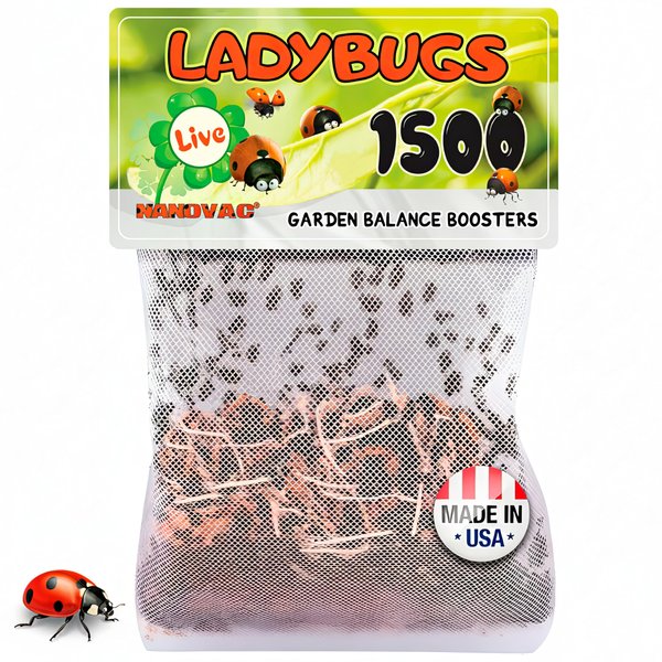 1500 Live Ladybugs for Garden - Natural Helpers for Plants (Hippodamia Convergens)