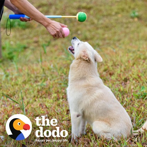 The Dodo Telescoping Ball Launcher Dog Toy with 2 Rubber Balls; Collapsible Fetching Dog Ball Toy, 9in Total Length; Dog Ball Thrower in Blue and Yellow, Portable