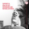 Royal Canin Probiotics for Cats Digestive and Immune Health Powder Supplement for Cats of All Ages, 7 Count