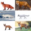 SIENON 8Pcs Fox Toy Figures Arctic Fox and Red Foxes Figurines Set Fox Family Forest Animals Figures Woodland Animal Figurines Miniature Fox Animals Toys Cake Topper for Woodland Theme Birthday Party