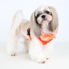 Puppia Vivien Dog Harness Over-The-Head All Season Cute No Pull No Choke Walking Training Adjustable for Small Dog, Sky Blue, Small