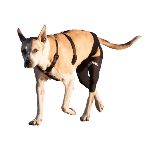 Walkabout Double Knee Brace and Chest Harness (Small Brace Med Chest Harness)