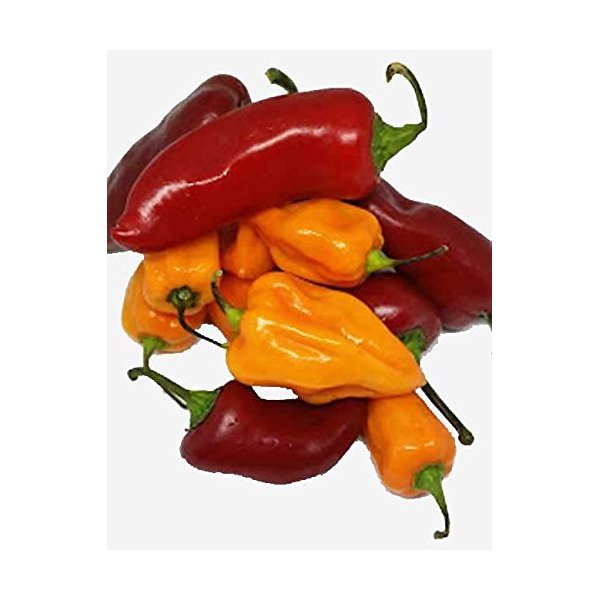 Fresh Habanero and Fresh Red Fresno Chili Peppers