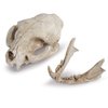 Hosfairy Halloween Resin Cat Skull Skeleton Model Figurine Animal Scary Skeleton Props for Home Décor Aquarium Fish Tank Landscape Collectible Teaching Prop