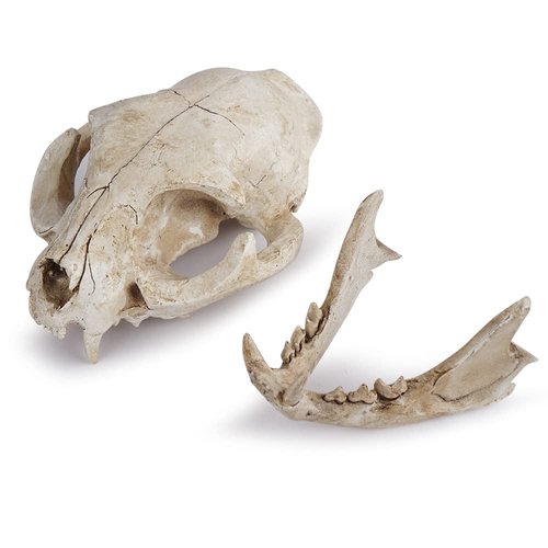Hosfairy Halloween Resin Cat Skull Skeleton Model Figurine Animal Scary Skeleton Props for Home Décor Aquarium Fish Tank Landscape Collectible Teaching Prop