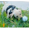 Barkingly. Durable Dog Toy Fetch Ball (2.5 Inches) for Aggressive Chewers, Safe & Lightweight ETPU Material, BPA-Free, Easy to Clean