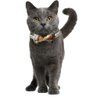 KUDES 2 Pack/Set Cat Collar Breakaway with Cute Bow Tie and Bell for Kitty and Some Puppies, Adjustable from 7.8-10.5 Inch