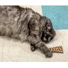 DesertUSA Purrfect Pounce Refillable Cat Toy with Catnip Included - Handmade in The USA, Interactive Leopard Design - Easy Refill Opening