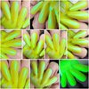 Glowing Wild - Neon Yellow Blue Green "NEON Glow Pop Collection" Multi-Color Shifting: Mylar Oil Slick/Polish Me Silly Nail Polish