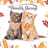 ADOGGYGO Fall Cat Collars Breakaway with Removable Bandana, Adjustable Autumn Thanksgiving Cat Collar Cute Fall Leaves Cat Bandana Collar for Cats Kittens (Fall)
