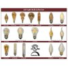 Royal Designs Vintage Antique Golden Smoke Flame Candelabra Style Base Incandescent Light Bulb, 25-Watts, Clear, E12, 130V (2-Pack)