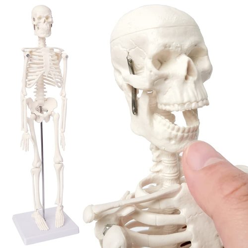 EVOTECH Mini Human Skeleton Model for Anatomy, 17.7'' Full Body Human Skeleton Model with Movable Arms and Legs on Plastic Base for Medical Teaching Learning, Kids Learning Education Display Tool