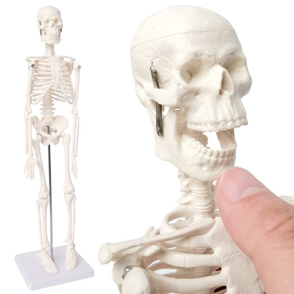 EVOTECH Mini Human Skeleton Model for Anatomy, 17.7'' Full Body Human Skeleton Model with Movable Arms and Legs on Plastic Base for Medical Teaching Learning, Kids Learning Education Display Tool