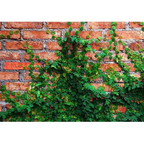 wall26 - Green Creeper Plant Background - Canvas Art Wall Decor - 66"x96"