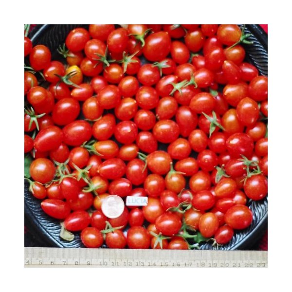 SWEET GRAPE TOMATOES FRESH VEGETABLE FRUIT PRODUCE PER PINT