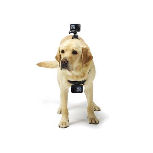 GoPro Fetch Dog Harness - Official GoPro Mount