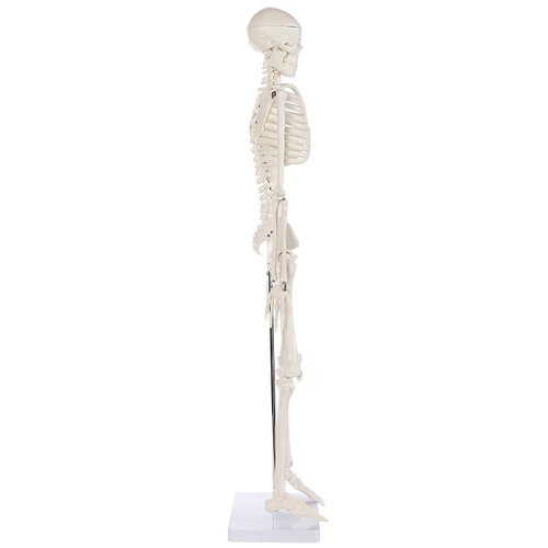 Alikeke Anatomy Lab Human Skeleton Model, 8" Mini Skeleton Replica Mounted to Base for Display, with Removable Skull Cap, Movable Arms and Legs, and Details of Human Bones