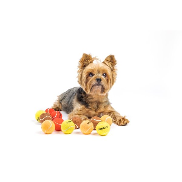 Midlee Thanksgiving Gobble Dog Tennis Balls (Mini) - Set of 12