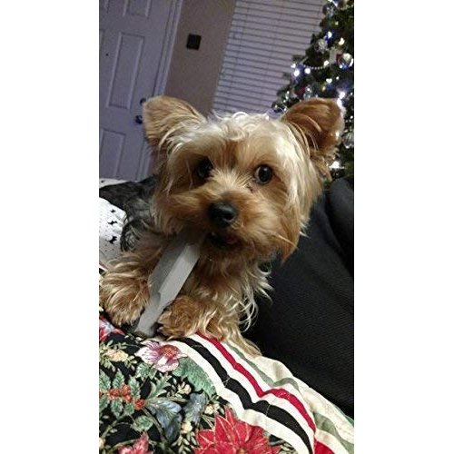 Indestructibone Mini - Virtually Indestructible Dog Chew Toy - for Dogs up to 15lbs.