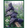 Cobble Hill 1000 Piece Puzzle - Raven Rendezvous - Sample Poster Included