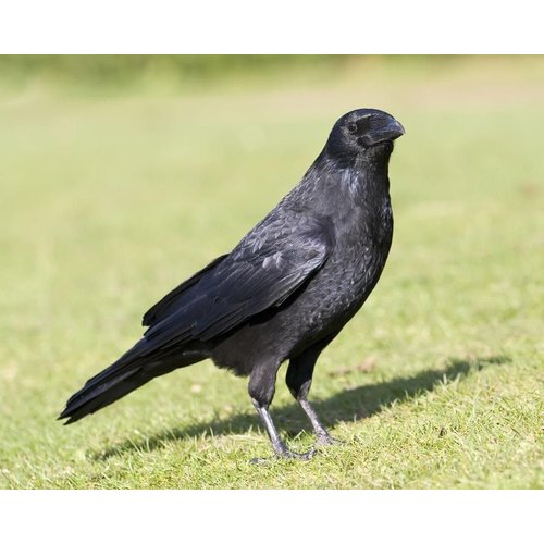 Primos Hunting Crow Call, Authentic Turkey Hunting Crow Game Call for Decoying