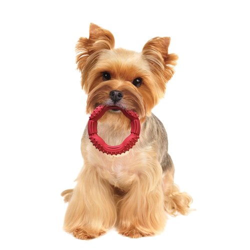 SPOT Barrett Tough Ring, Rubber Dog Toy for Agressive Chewers, 5in