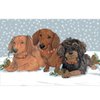 Dachshund Christmas Cards Pinecones : 10 Holiday Cards with Red Envelopes - ADORABLE!