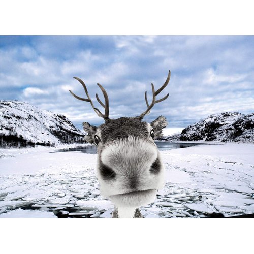 Psaris Productions Reindeer Funny Christmas Cards Boxed With Envelopes Set of 12 Holiday Cards and 12 Envelopes. Made in USA.